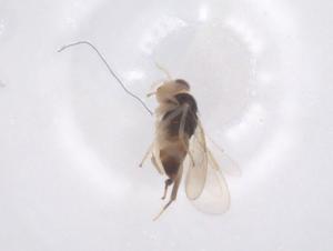  ( - CBG-B15584-C11)  @11 [ ] CreativeCommons - Attribution Share - Alike (2025) Centre for Biodiversity Genomics Centre for Biodiversity Genomics