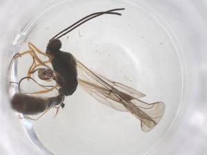  ( - CBG-B15591-A01)  @11 [ ] CreativeCommons - Attribution Share - Alike (2025) Centre for Biodiversity Genomics Centre for Biodiversity Genomics