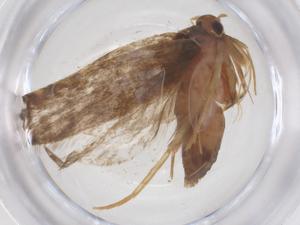  (Lecithocera cornutima - CBG-B15591-E10)  @11 [ ] CreativeCommons - Attribution Share - Alike (2025) Centre for Biodiversity Genomics Centre for Biodiversity Genomics