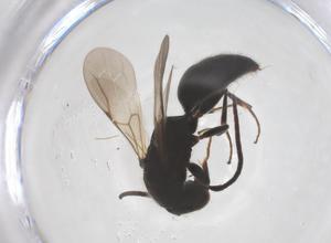  (Formosiepyris - CBG-B15591-G05)  @11 [ ] CreativeCommons - Attribution Share - Alike (2025) Centre for Biodiversity Genomics Centre for Biodiversity Genomics