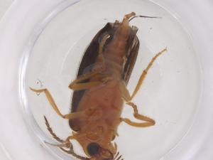  (Dodecatoma - CBG-B15597-A06)  @11 [ ] CreativeCommons - Attribution Share - Alike (2025) Centre for Biodiversity Genomics Centre for Biodiversity Genomics