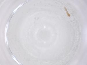  ( - CBG-B15599-A04)  @11 [ ] CreativeCommons - Attribution Share - Alike (2025) Centre for Biodiversity Genomics Centre for Biodiversity Genomics