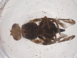  ( - CBG-B15617-A10)  @11 [ ] CreativeCommons - Attribution Share - Alike (2025) Centre for Biodiversity Genomics Centre for Biodiversity Genomics