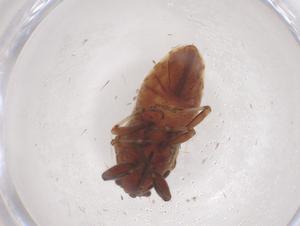  (Pachyphlegyas - CBG-B15617-C11)  @11 [ ] CreativeCommons - Attribution Share - Alike (2025) Centre for Biodiversity Genomics Centre for Biodiversity Genomics