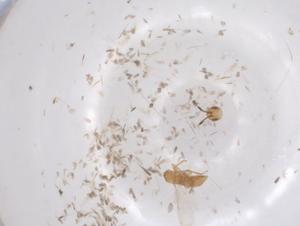  (Xylocopa tranquebarica - CBG-B15618-D11)  @11 [ ] CreativeCommons - Attribution Share - Alike (2025) Centre for Biodiversity Genomics Centre for Biodiversity Genomics