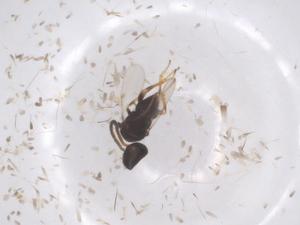  ( - CBG-B15618-F06)  @11 [ ] CreativeCommons - Attribution Share - Alike (2025) Centre for Biodiversity Genomics Centre for Biodiversity Genomics