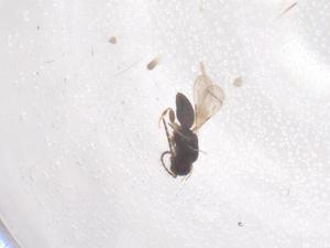  ( - CBG-B15621-E07)  @11 [ ] CreativeCommons - Attribution Share - Alike (2025) Centre for Biodiversity Genomics Centre for Biodiversity Genomics