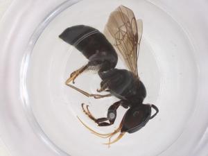  ( - CBG-B15632-A08)  @11 [ ] CreativeCommons - Attribution Share - Alike (2025) Centre for Biodiversity Genomics Centre for Biodiversity Genomics