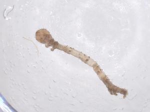  ( - CBG-B15648-E11)  @11 [ ] CreativeCommons - Attribution Share - Alike (2025) Centre for Biodiversity Genomics Centre for Biodiversity Genomics