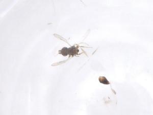  ( - CBG-B15793-H01)  @11 [ ] CreativeCommons - Attribution Share - Alike (2025) Centre for Biodiversity Genomics Centre for Biodiversity Genomics