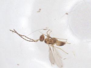  ( - CBG-B16402-F07)  @11 [ ] CreativeCommons - Attribution Share - Alike (2025) Centre for Biodiversity Genomics Centre for Biodiversity Genomics