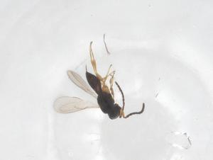  ( - CBG-B16403-B06)  @11 [ ] CreativeCommons - Attribution Share - Alike (2025) Centre for Biodiversity Genomics Centre for Biodiversity Genomics