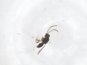  ( - CBG-B16403-C02)  @11 [ ] CreativeCommons - Attribution Share - Alike (2025) Centre for Biodiversity Genomics Centre for Biodiversity Genomics