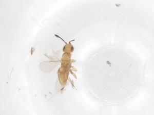  ( - CBG-B16403-C04)  @11 [ ] CreativeCommons - Attribution Share - Alike (2025) Centre for Biodiversity Genomics Centre for Biodiversity Genomics