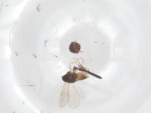  ( - CBG-B16490-G11)  @11 [ ] CreativeCommons - Attribution Share - Alike (2025) Centre for Biodiversity Genomics Centre for Biodiversity Genomics