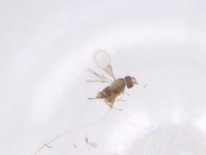  ( - CBG-B16492-D04)  @11 [ ] CreativeCommons - Attribution Share - Alike (2025) Centre for Biodiversity Genomics Centre for Biodiversity Genomics