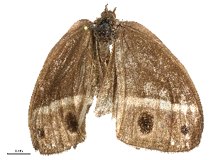  ( - CBG-B21983-D09)  @11 [ ] CreativeCommons - Attribution Share - Alike (2025) CBG Photography Group Centre for Biodiversity Genomics