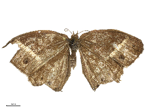  ( - CBG-B21983-D11)  @11 [ ] CreativeCommons - Attribution Share - Alike (2025) CBG Photography Group Centre for Biodiversity Genomics