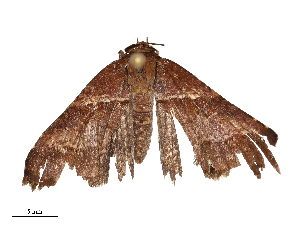  ( - CBG-B21983-E09)  @11 [ ] CreativeCommons - Attribution Share - Alike (2025) CBG Photography Group Centre for Biodiversity Genomics