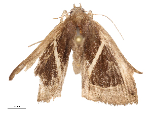  ( - CBG-B21983-E12)  @11 [ ] CreativeCommons - Attribution Share - Alike (2025) CBG Photography Group Centre for Biodiversity Genomics