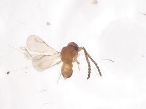  ( - CBG-B23989-H06)  @11 [ ] CreativeCommons - Attribution Share - Alike (2025) Centre for Biodiversity Genomics Centre for Biodiversity Genomics