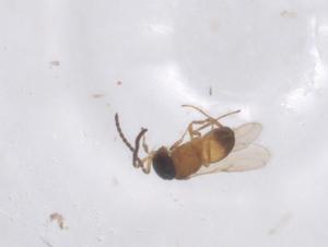  ( - CBG-B23990-E10)  @11 [ ] CreativeCommons - Attribution Share - Alike (2025) Centre for Biodiversity Genomics Centre for Biodiversity Genomics