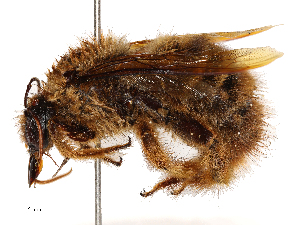  ( - CBG-B23991-A12)  @11 [ ] CreativeCommons - Attribution Share - Alike (2025) CBG Photography Group Centre for Biodiversity Genomics