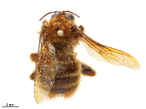  ( - CBG-B23991-B01)  @11 [ ] CreativeCommons - Attribution Share - Alike (2025) CBG Photography Group Centre for Biodiversity Genomics