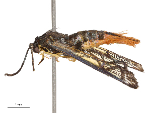  ( - CBG-B23991-C10)  @11 [ ] CreativeCommons - Attribution Share - Alike (2025) CBG Photography Group Centre for Biodiversity Genomics