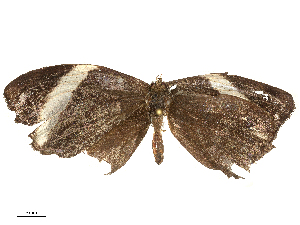  ( - CBG-B23991-D08)  @11 [ ] CreativeCommons - Attribution Share - Alike (2025) CBG Photography Group Centre for Biodiversity Genomics