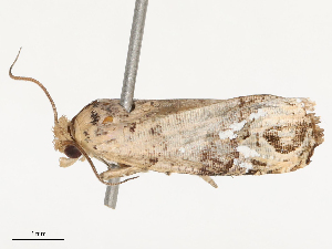  ( - CBG-B24016-A04)  @11 [ ] CreativeCommons - Attribution Share - Alike (2025) CBG Photography Group Centre for Biodiversity Genomics
