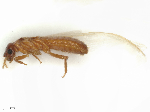  ( - CBG-B24022-H03)  @11 [ ] CreativeCommons - Attribution Share - Alike (2025) CBG Photography Group Centre for Biodiversity Genomics