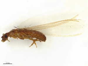  ( - CBG-B24022-H06)  @11 [ ] CreativeCommons - Attribution Share - Alike (2025) CBG Photography Group Centre for Biodiversity Genomics