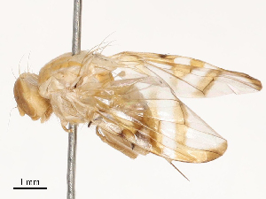  ( - CBG-B24033-D07)  @11 [ ] CreativeCommons - Attribution Share - Alike (2025) CBG Photography Group Centre for Biodiversity Genomics