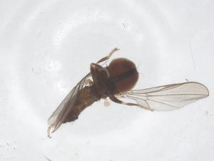  (Chalarus immanis - CBG-B24154-D12)  @11 [ ] CreativeCommons - Attribution Share - Alike (2025) Centre for Biodiversity Genomics Centre for Biodiversity Genomics