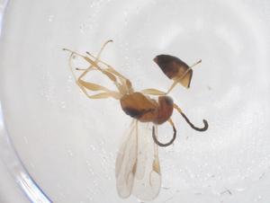  (Aphelopus malayanus - CBG-B24154-F11)  @11 [ ] CreativeCommons - Attribution Share - Alike (2025) Centre for Biodiversity Genomics Centre for Biodiversity Genomics