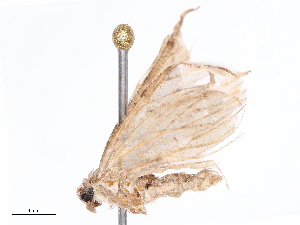  ( - CBG-B24164-E01)  @11 [ ] CreativeCommons - Attribution Share - Alike (2025) CBG Photography Group Centre for Biodiversity Genomics