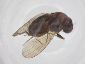  ( - CBG-B24223-E06)  @11 [ ] CreativeCommons - Attribution Share - Alike (2025) Centre for Biodiversity Genomics Centre for Biodiversity Genomics