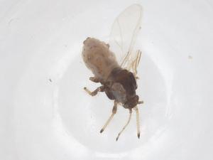  ( - CBG-B24223-F04)  @11 [ ] CreativeCommons - Attribution Share - Alike (2025) Centre for Biodiversity Genomics Centre for Biodiversity Genomics