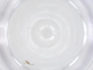  ( - CBG-B15472-B11)  @11 [ ] CreativeCommons - Attribution Share - Alike (2025) Centre for Biodiversity Genomics Centre for Biodiversity Genomics