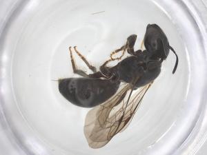  ( - CBG-B15556-H09)  @11 [ ] CreativeCommons - Attribution Share - Alike (2025) Centre for Biodiversity Genomics Centre for Biodiversity Genomics