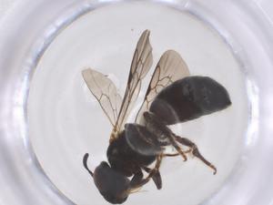  ( - CBG-B15558-B04)  @11 [ ] CreativeCommons - Attribution Share - Alike (2025) Centre for Biodiversity Genomics Centre for Biodiversity Genomics