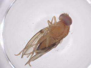  ( - CBG-B15561-D08)  @11 [ ] CreativeCommons - Attribution Share - Alike (2025) Centre for Biodiversity Genomics Centre for Biodiversity Genomics