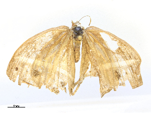  ( - CBG-B15863-A04)  @11 [ ] CreativeCommons - Attribution Share - Alike (2025) CBG Photography Group Centre for Biodiversity Genomics