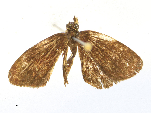  ( - CBG-B15863-A05)  @11 [ ] CreativeCommons - Attribution Share - Alike (2025) CBG Photography Group Centre for Biodiversity Genomics