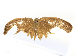  ( - CBG-B15863-A06)  @11 [ ] CreativeCommons - Attribution Share - Alike (2025) CBG Photography Group Centre for Biodiversity Genomics