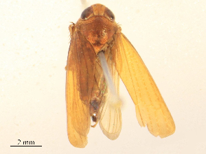  ( - CBG-B15863-B07)  @11 [ ] CreativeCommons - Attribution Share - Alike (2025) CBG Photography Group Centre for Biodiversity Genomics