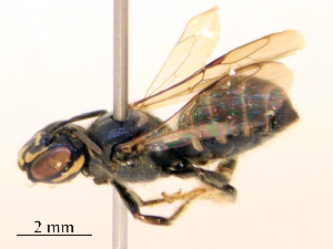  ( - CBG-B15863-C04)  @11 [ ] CreativeCommons - Attribution Share - Alike (2025) CBG Photography Group Centre for Biodiversity Genomics