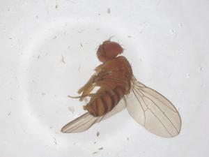  ( - CBG-B16102-E03)  @11 [ ] CreativeCommons - Attribution Share - Alike (2025) Centre for Biodiversity Genomics Centre for Biodiversity Genomics