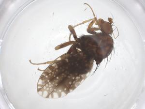  ( - CBG-B16102-F01)  @11 [ ] CreativeCommons - Attribution Share - Alike (2025) Centre for Biodiversity Genomics Centre for Biodiversity Genomics